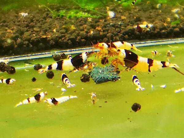 CRYSTAL BLACK - 1.0 CM - obrazek 2